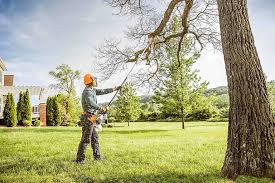 Best Tree Risk Assessment  in Custer, SD